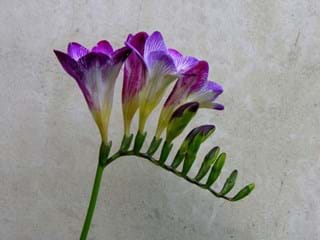 Freesia Blue Moon