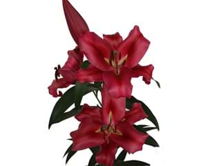 Λιλιουμ Or Fujian