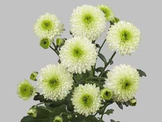 Χρυσάνθεμα Furore