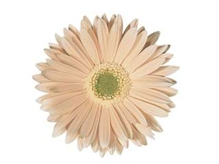 Gerbera Cream