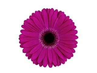 Gerbera Fuschia