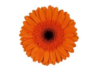 Gerbera Orange