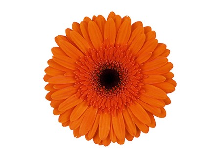 Ζέρμπερες Orange