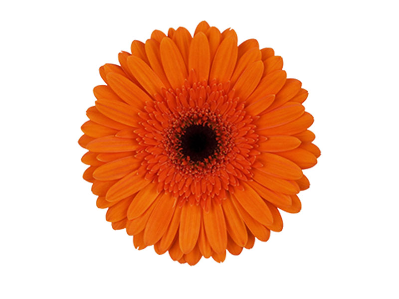 Ζέρμπερες Orange