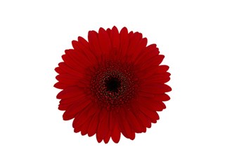 Gerbera Red