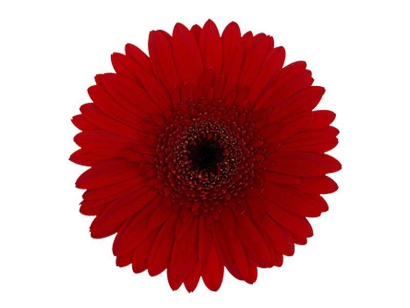 Ζέρμπερες Red