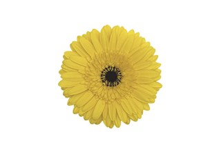 Gerbera Yellow