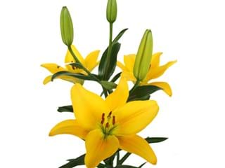 Λιλιουμ Az Gironde