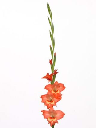 Gladiolus Valda