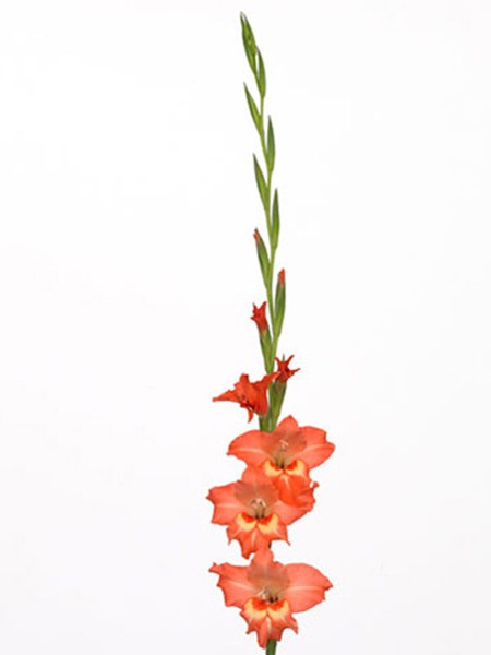 Gladiolus Valda
