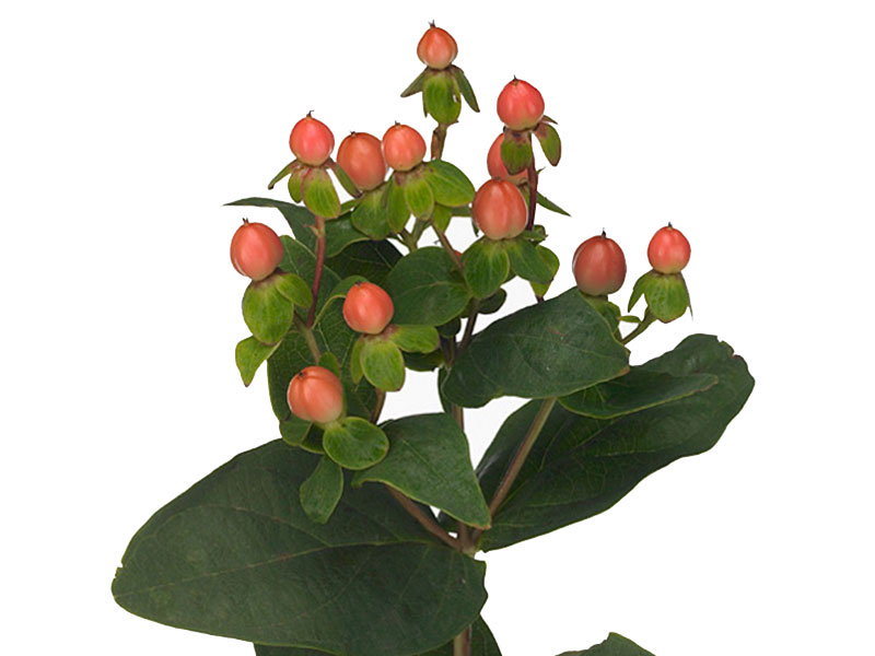 Hypericum Ruby
