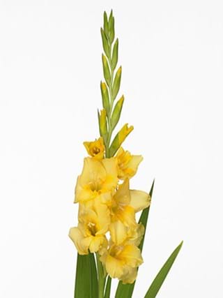 Gladiolus Gold