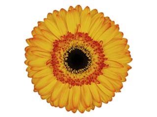 Ζέρμπερες Goodmood