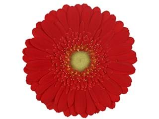 Ζέρμπερες Grappa