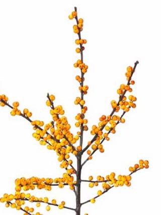 Ilex Cresgold