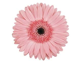 Ζέρμπερες Grizzly