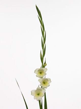 Gladiolus Helena