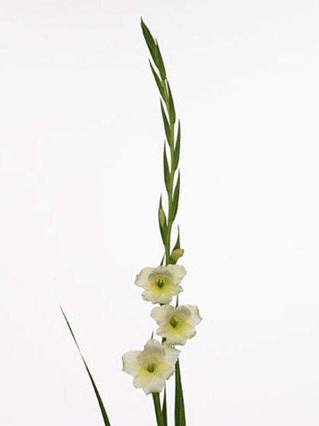 Gladiolus Helena