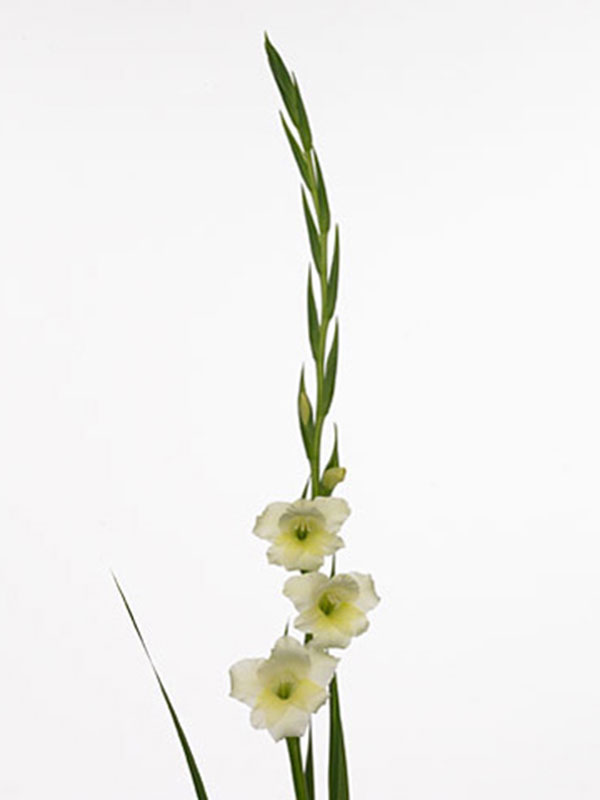 Gladiolus Helena