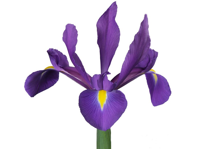 Iris Hong Kong