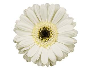 Ζέρμπερες Husky