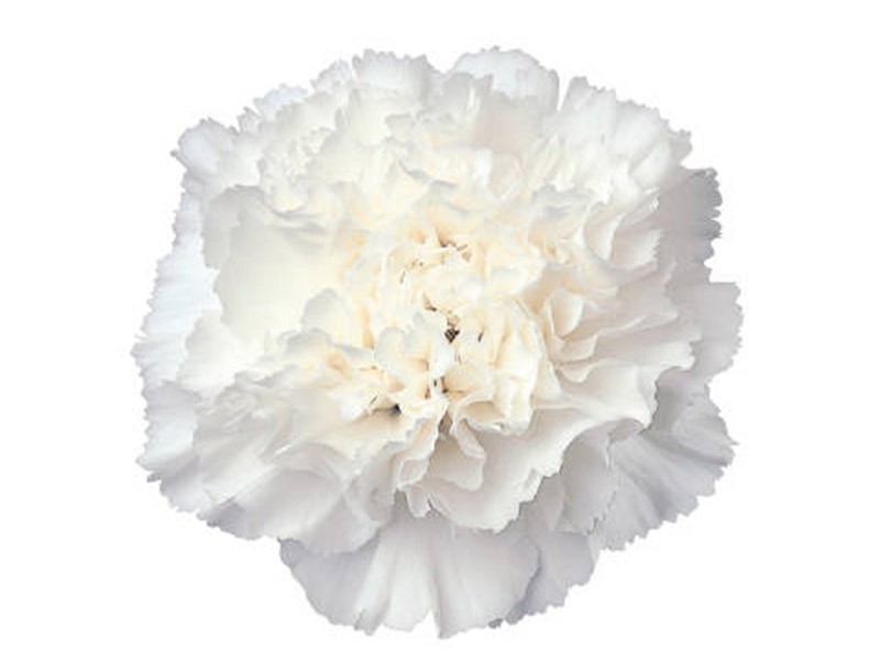Dianthus Hydra