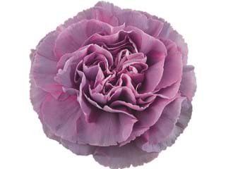 Γαρύφαλλα Hypnosis