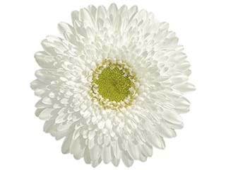 Ζέρμπερες Icedance