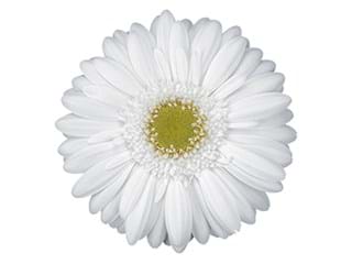 Ζέρμπερες Igloo