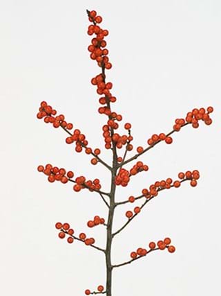 Ilex Verticilata Red