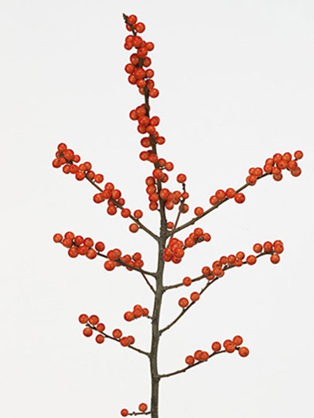 Ilex Verticillata Red