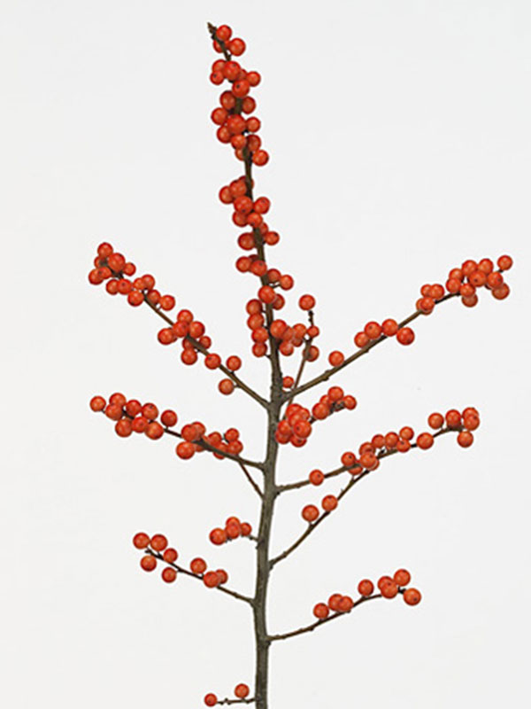 Ilex Verticillata Red