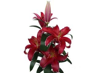 Λιλιουμ Or Indiana