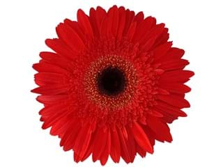 Gerbera Inferno