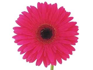Gerbera Intense