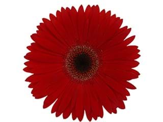 Gerbera Balance