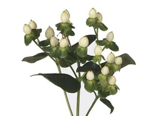 Hypericum Ivory Classic