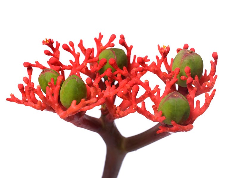 Jatropha