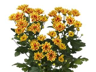 Χρυσάνθεμα Kastelli