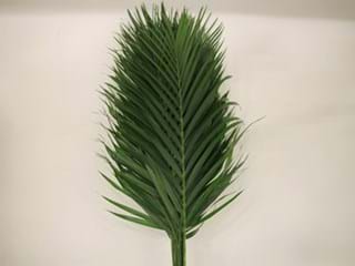 Kentia Catpalm