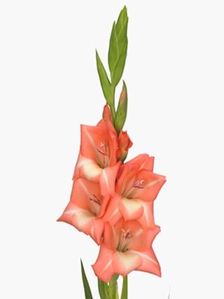 Gladiolus King