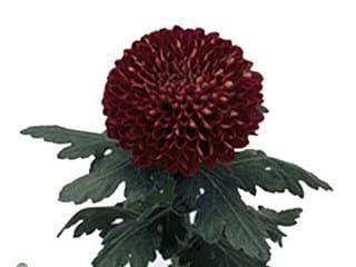 1Hd Chrysanthemum Kirov