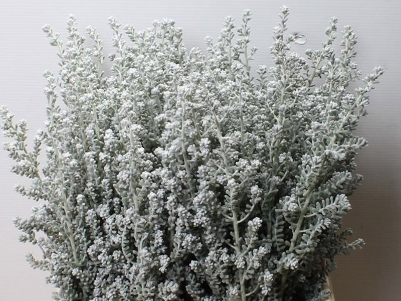Kochia