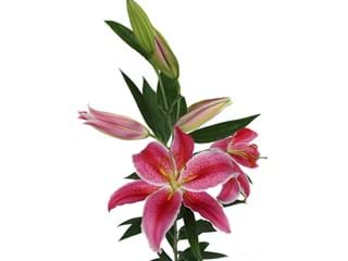 Λιλιουμ Or La Mancha