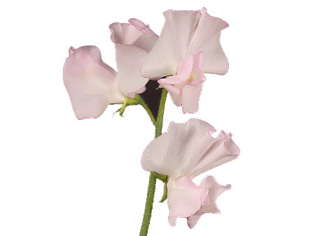 Lathurus White