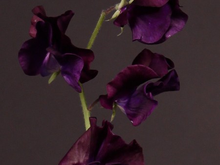Lathurus Purple