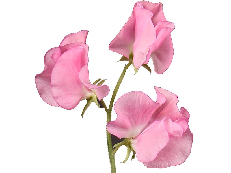 Lathurus Dark Pink