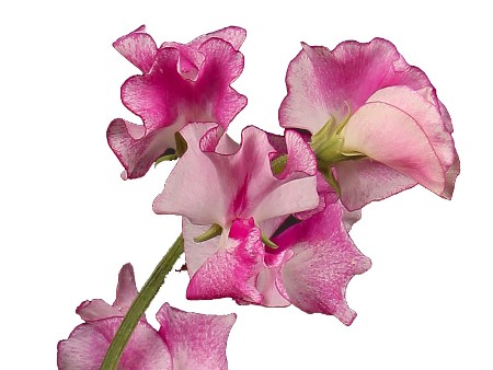 Lathurus Pink