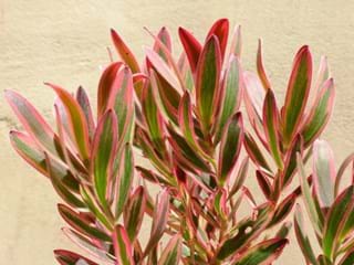 Leucadendron Jester