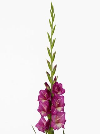 Gladiolus Jasmin